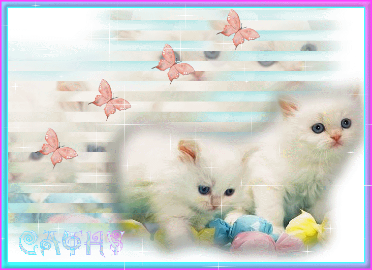 Adorables chats ........;